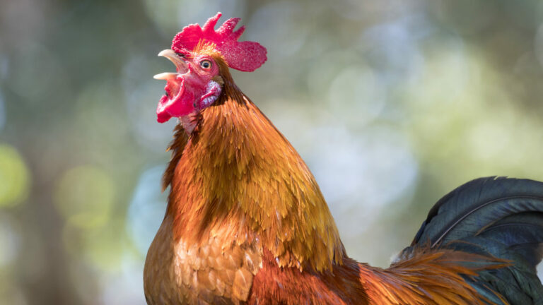 Franciaország védelem alá helyezte a tücsökciripelést és a kakaskukorékolást