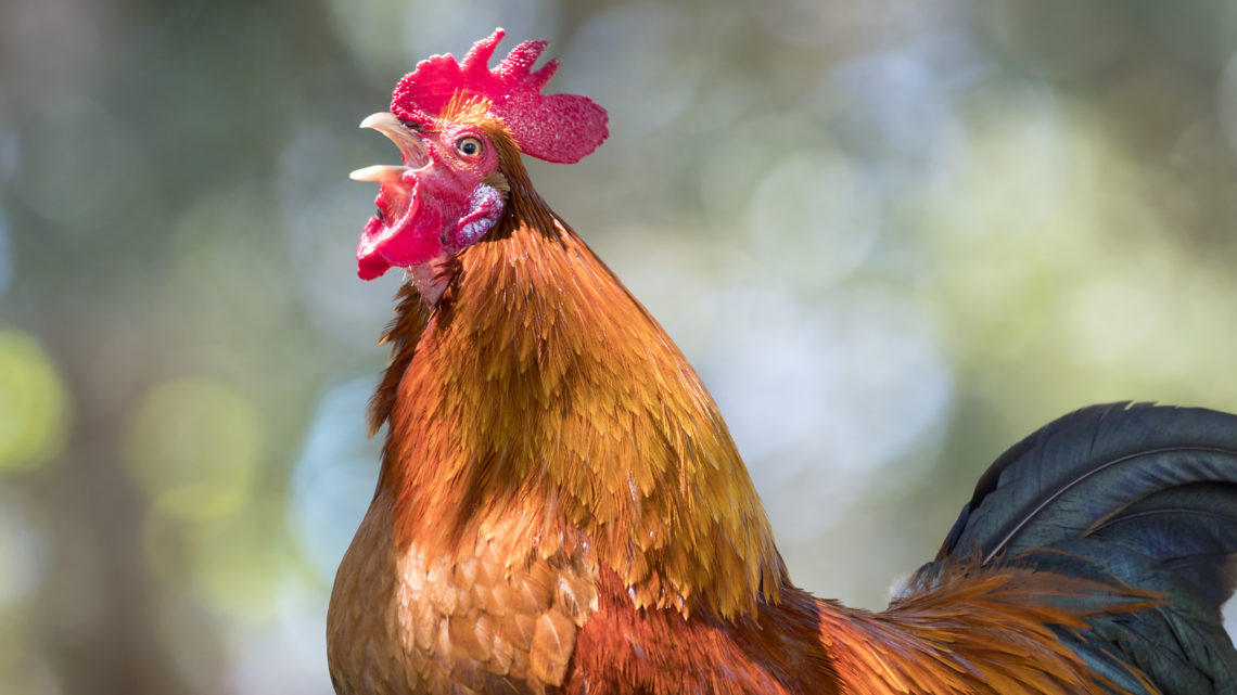 Franciaország védelem alá helyezte a tücsökciripelést és a kakaskukorékolást