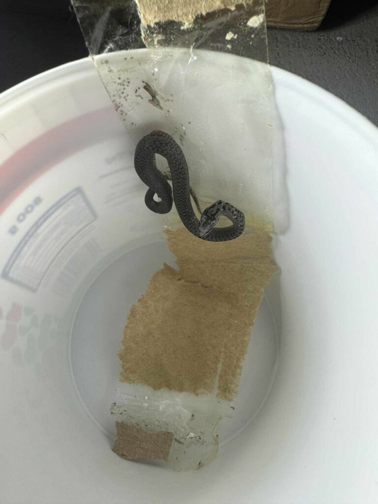 Mérges kígyó ólálkodna Baranyában?