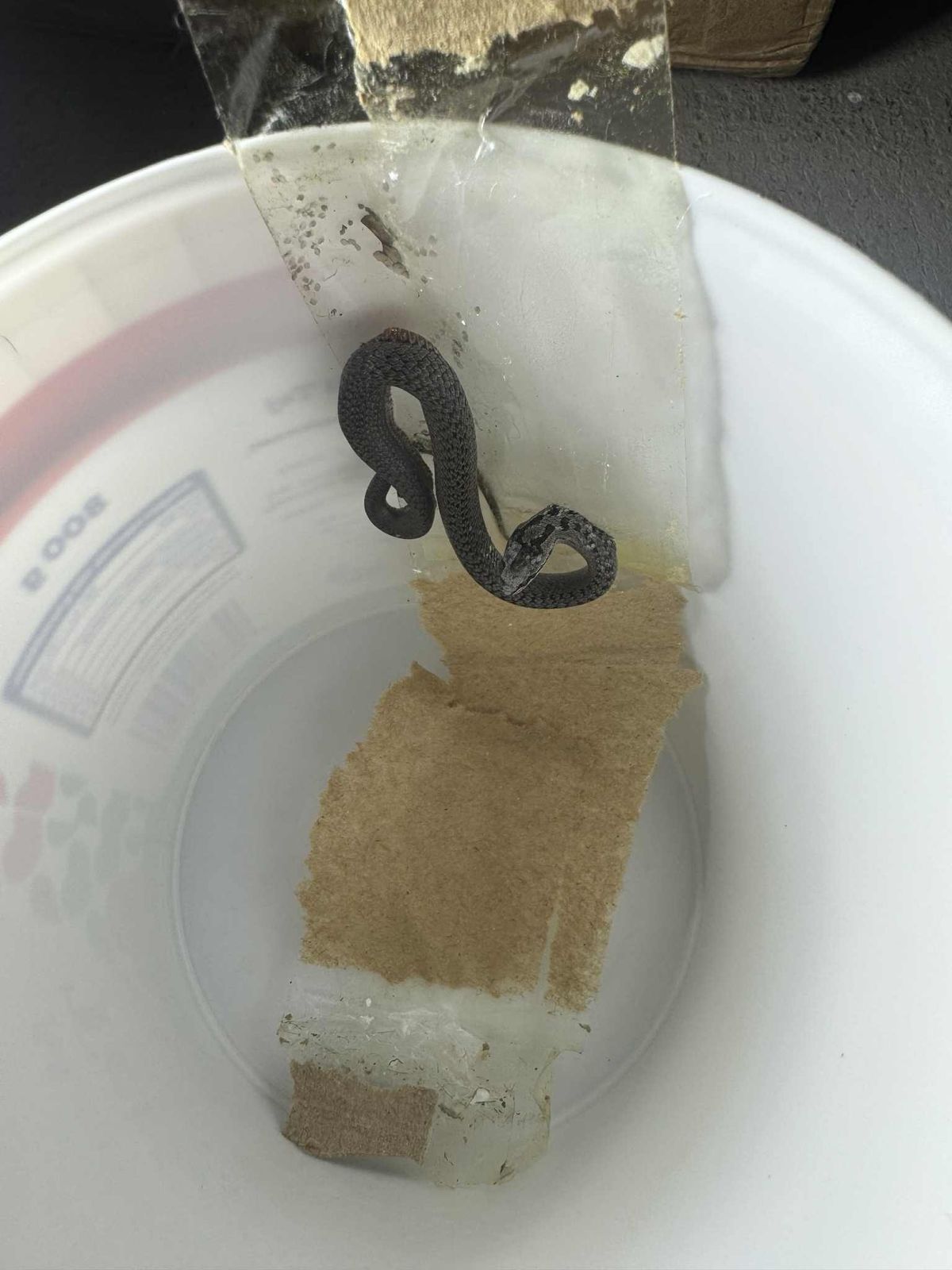 Mérges kígyó ólálkodna Baranyában?