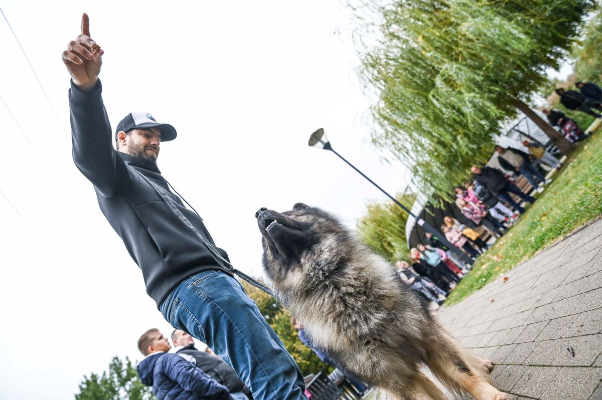 Az állatvédelmi napon kutya-szépségverseny is volt Fotó: Kiss Albert
