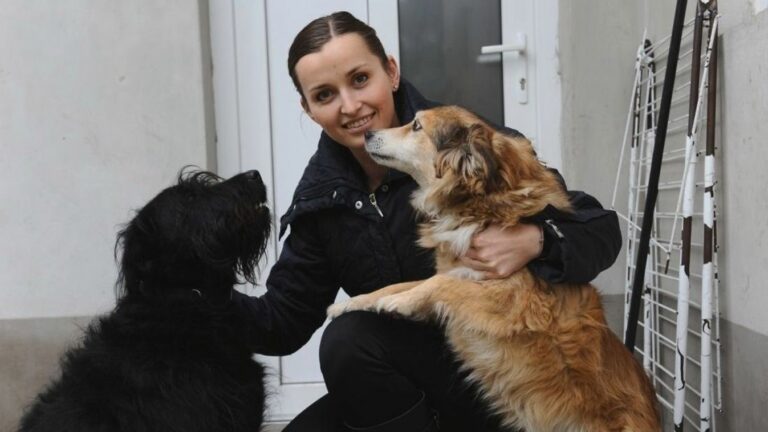 Az ebösszeírás a felelős állattartás és a pontos nyilvántartás érdekében történik