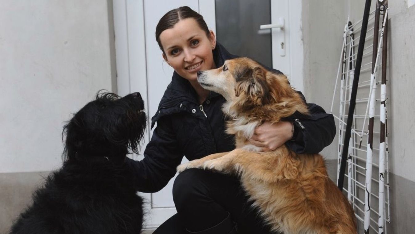 Az ebösszeírás a felelős állattartás és a pontos nyilvántartás érdekében történik