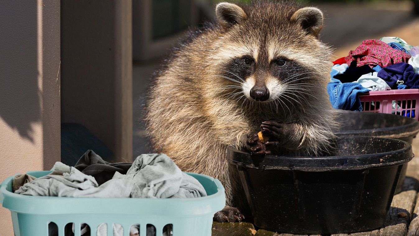 De miért nem centrifugál a mosógép, és mikor kell azonnal szakemberhez fordulni?