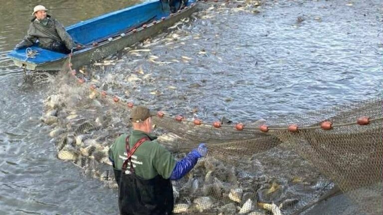 Több ezer kilogramm pontyot telepítettek a Nagykunsági-főcsatornába Fotó: Facebook.com / Közép-Tisza-Vidéki Horgász Egyesületek Szövetsége