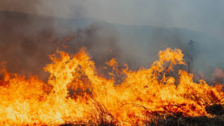 Megszűnt a Nébih szerint a tűzkockázat Forrás: Shuterstock / illusztráció