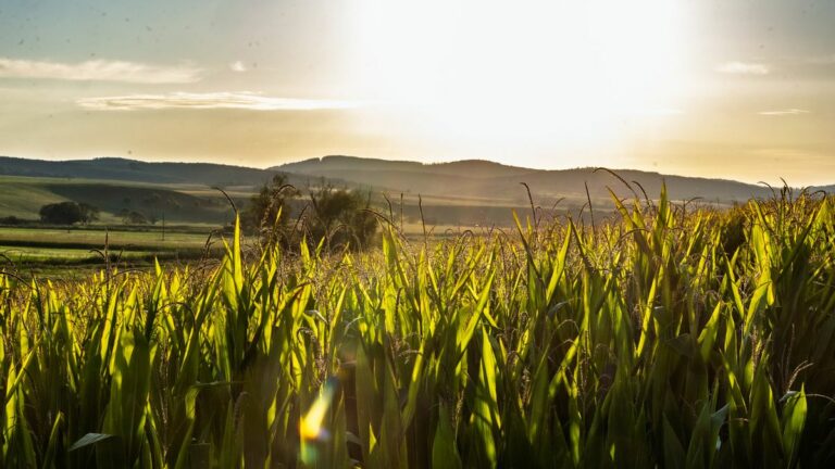Aki egyszer nógrádi volt, az az is marad Fotó: Vendel Lajos / Forrás: Nool.hu