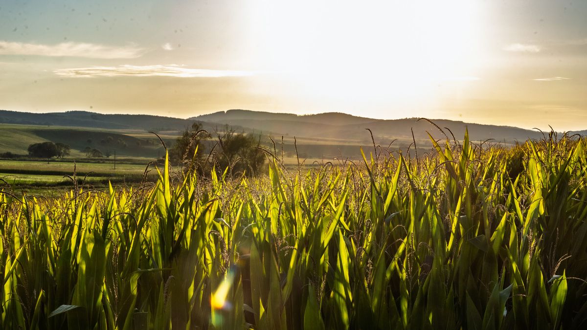 Aki egyszer nógrádi volt, az az is marad Fotó: Vendel Lajos / Forrás: Nool.hu