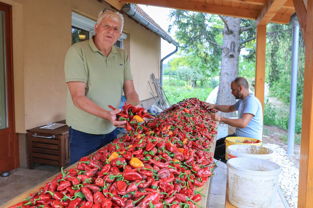 Tóth István az idei termést mutatja. Az öntözésnek köszönhetően jó minőségű fűszerpaprika kerülhet a vásárlókhoz Fotó: Makovics Kornél