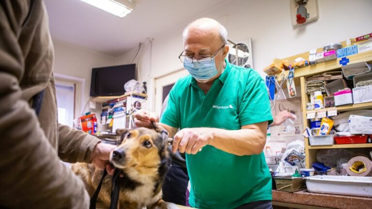 A parvovírus elsősorban kölyökkutyákat veszélyezteti, de oltatlan felnőtt állatokra is veszélyes lehet Forrás: MW