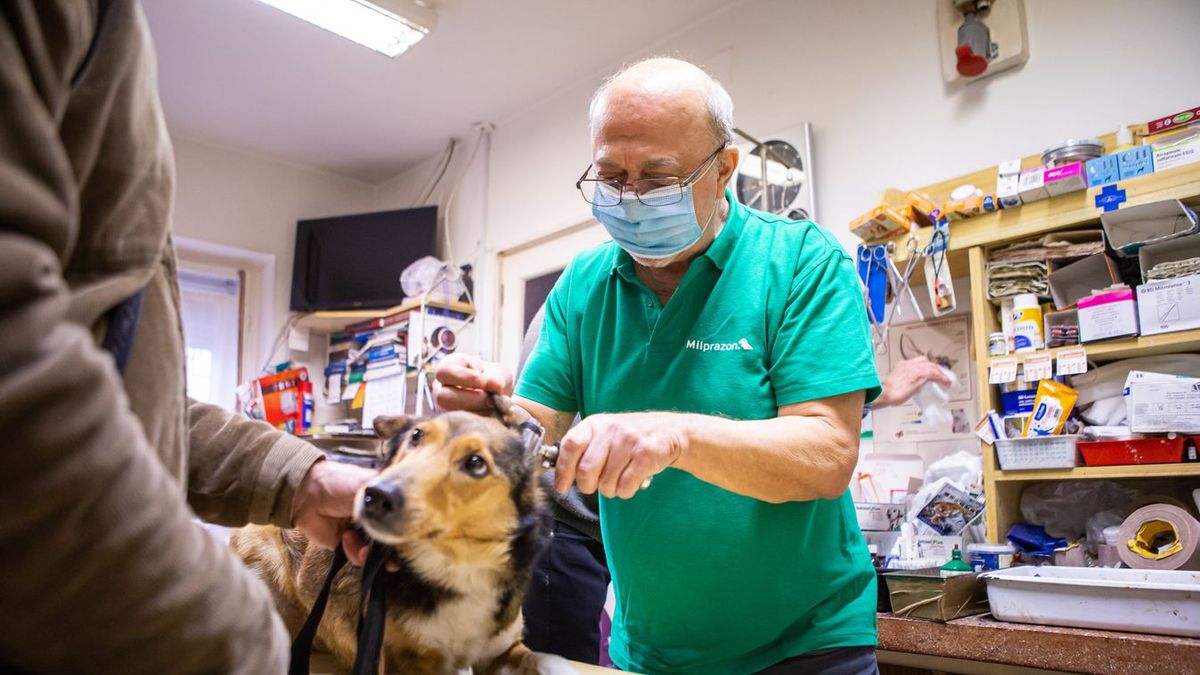 A parvovírus elsősorban kölyökkutyákat veszélyezteti, de oltatlan felnőtt állatokra is veszélyes lehet Forrás: MW