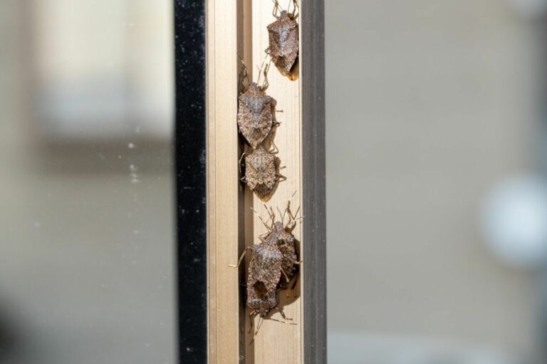 Minden résen bejutnak ezért nehéz a poloska elleni védekezés Fotó: Illusztárció/Shutterstock