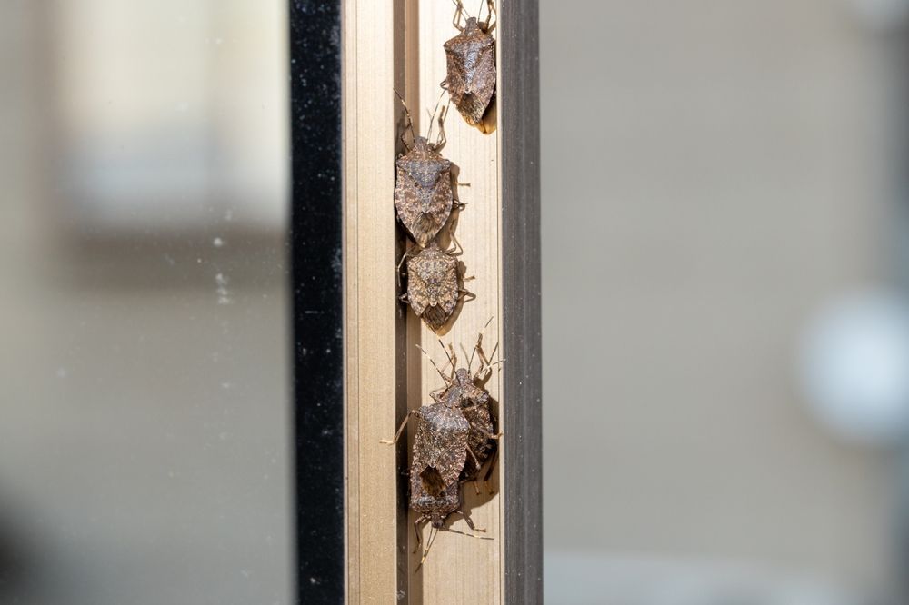 Minden résen bejutnak ezért nehéz a poloska elleni védekezés Fotó: Illusztárció/Shutterstock