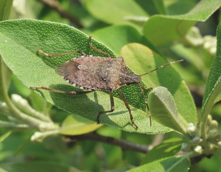 Poloskák és fagy. Tényleg működik?