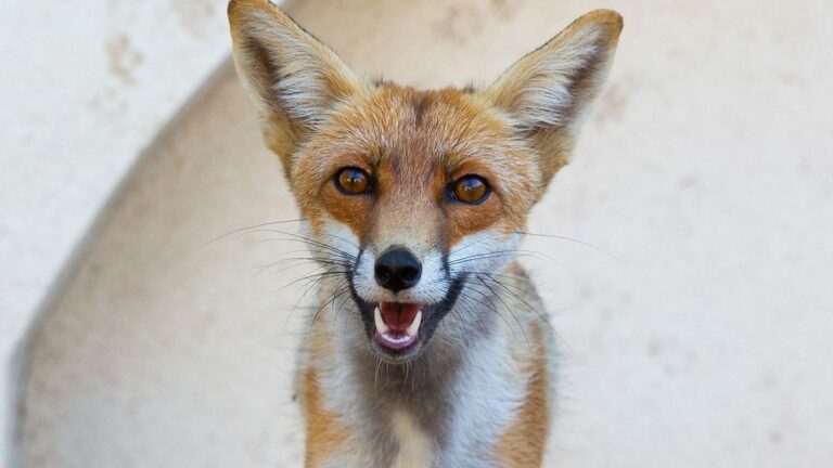 Róka a városban. Mitől kell tartani? Fotó: Illusztráció/MW