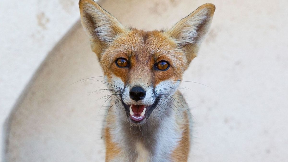 Róka a városban. Mitől kell tartani? Fotó: Illusztráció/MW
