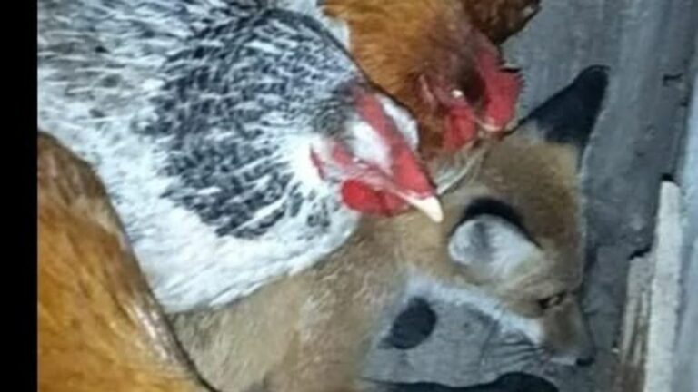 A róka kellemetlenül érezte magát a tyúkok alatt. Forrás: Facebook