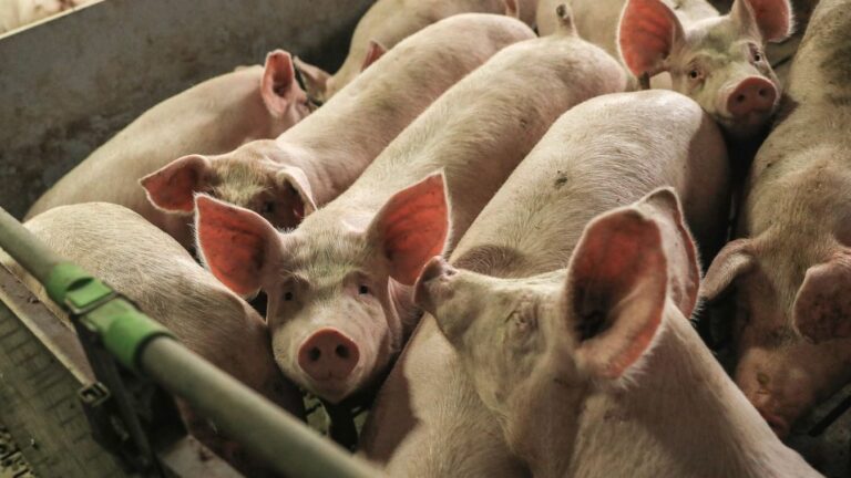 Az afrikai sertéspestis házisertéseket és vaddisznókat érint, emberre nem veszélyes