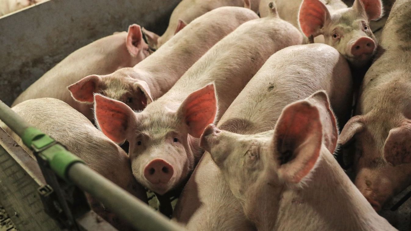 Az afrikai sertéspestis házisertéseket és vaddisznókat érint, emberre nem veszélyes