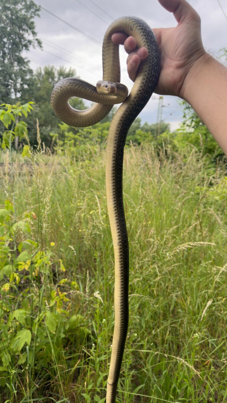 Az erdei sikló az egyik leghosszabb hüllő hazánkban Fotó: Petrovics Milán