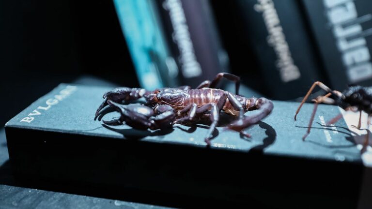 Figyelem! Minden skorpió méreggel ölő ragadozó ízeltlábú! Fotó: MW