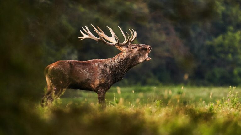 "– A történetünk egyik legjobb idényét zártuk ezzel az állománnyal, a korösszetétel pedig különösen fontos: a bikák fele már idősebb, így a középkorosztályt és a tapasztaltabb egyedeket inkább kíméljük."