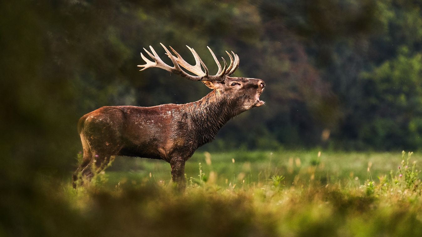 "– A történetünk egyik legjobb idényét zártuk ezzel az állománnyal, a korösszetétel pedig különösen fontos: a bikák fele már idősebb, így a középkorosztályt és a tapasztaltabb egyedeket inkább kíméljük."