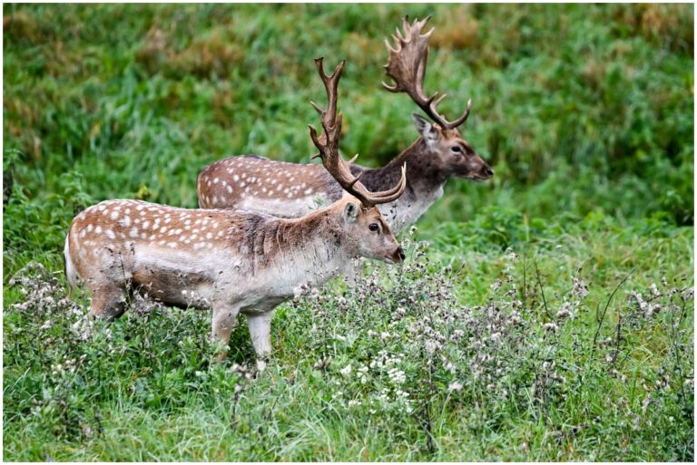 Két gyönyörű ritka szarvasbika jelent meg a Szigetközben. Nem mindennapi látvány dámszarvast látni a térségben. Fotó: Lakatos Krisztián