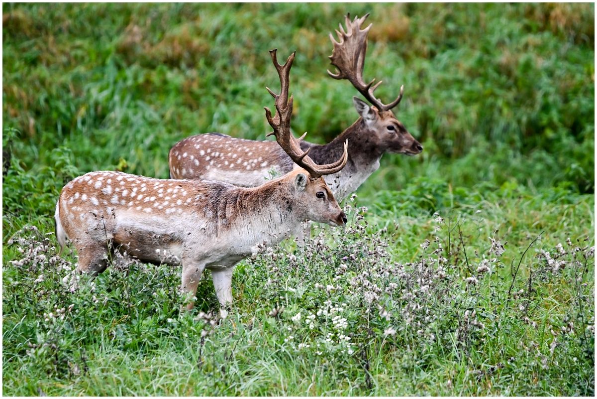 Két gyönyörű ritka szarvasbika jelent meg a Szigetközben. Nem mindennapi látvány dámszarvast látni a térségben. Fotó: Lakatos Krisztián