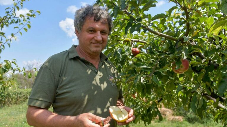 A szedd magad akciókat érdemes figyelni, mert a téli időszakban már nagyon drága az üzletekben az alma, körte Forrás: Makovics/Tolnai Népújság