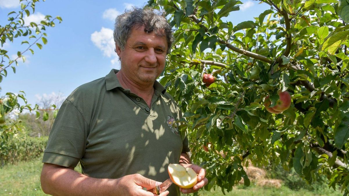 A szedd magad akciókat érdemes figyelni, mert a téli időszakban már nagyon drága az üzletekben az alma, körte Forrás: Makovics/Tolnai Népújság