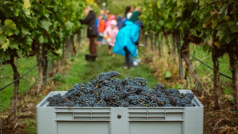 A felvásárlási árak évtizede egy helyben topognak Forrás: Berán Dániel/Heol.hu