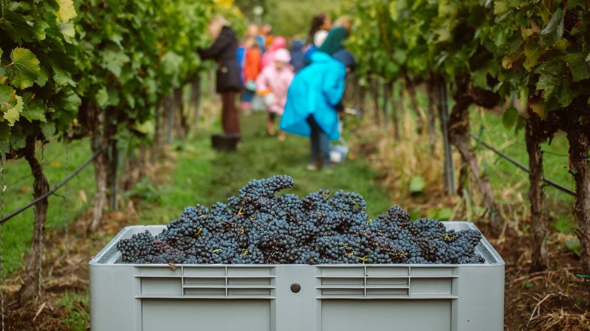 A felvásárlási árak évtizede egy helyben topognak Forrás: Berán Dániel/Heol.hu