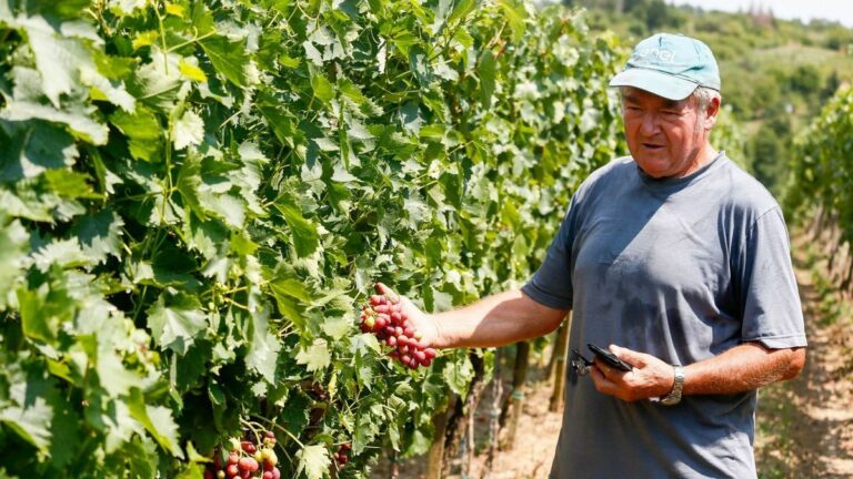 Aranyszínű sárgaság: a Szekszárdi borvidéken is találtak beteg tőkéket, de itt még nincs nagy baj, de hogy ne is legyen, figyelni kell az ültetvényt Forrás: zaol.hu/ Szakony Attila