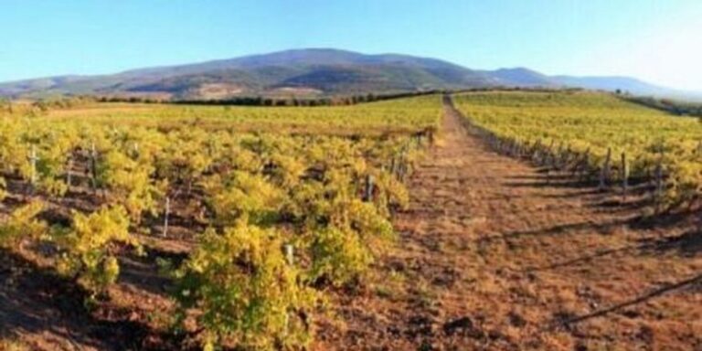 Az aranyszínű sárgaságot Abasár határában is igazolták.