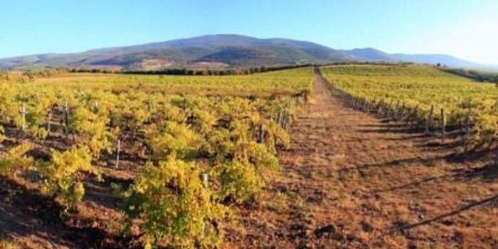 Az aranyszínű sárgaságot Abasár határában is igazolták.