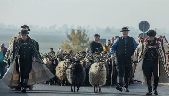 A Szent Dömötör-napi Behajtási Ünnep és Darufesztivál kihagyhatatlan az ingyenes hétvégi programok között Hajdú-Biharban Forrás: Napló-archív
