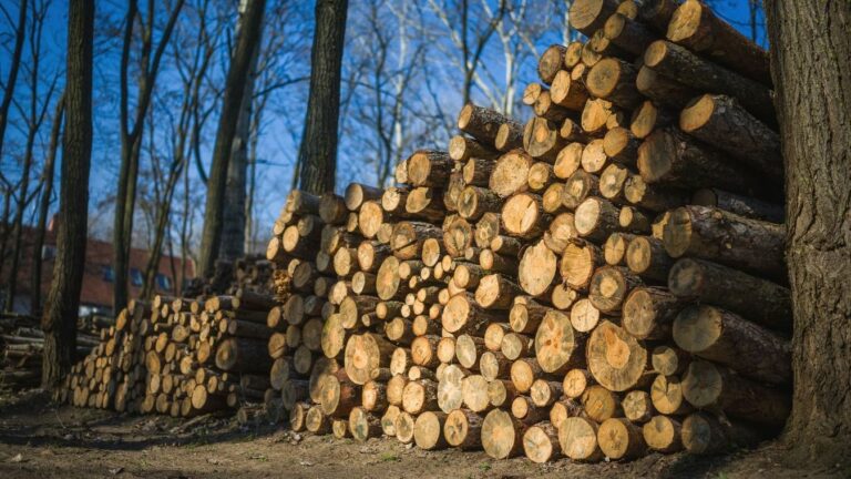 Forrás: MW Fotó: Nemeth Andras Peter +36208281361