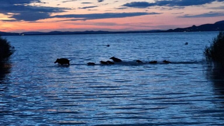 Vadak kilövése: Balatonmáriafürdőn így sétáltak a vízben 2022-ben a vaddisznók Fotó: Facebook/Balatoni berkek/Dávid Hetényi
