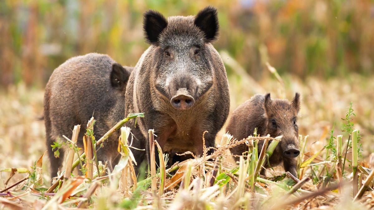 A vaddisznókat három dolog vonzza: a nyugalom, az élelem és a biztonság. Ha egy területen mindhárom feltétel adott, ott könnyen megtelepednek. A vadkár jelentős részét vaddisznók okozzák. Fotó: JMrocek / Forrás: Getty Images