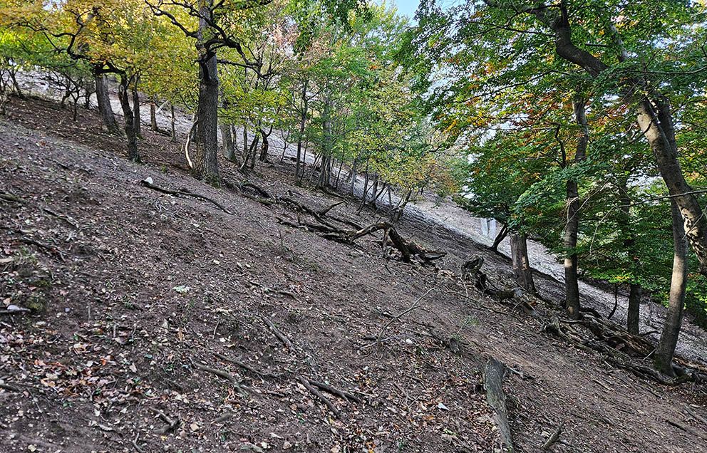 A Vértes meredek, sziklás lejtőin élt a világon csak itt előforduló kőhányási berkenye. A túlszaporodott vadállomány miatt mára teljesen eltűnt természetes élőhelyéről Forrás: Duna-Ipoly Nemzeti Park Facebook oldala