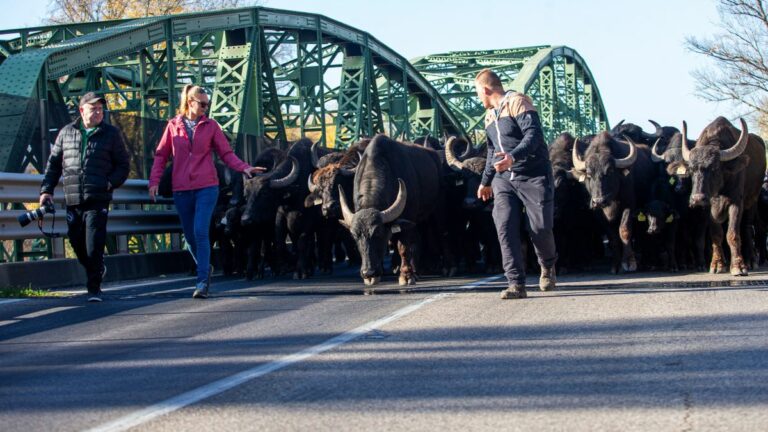 A bivalyok patakopogásától zengett az egész híd, hiszen több száz állatot hajtottak végig Fotó: Bús Csaba