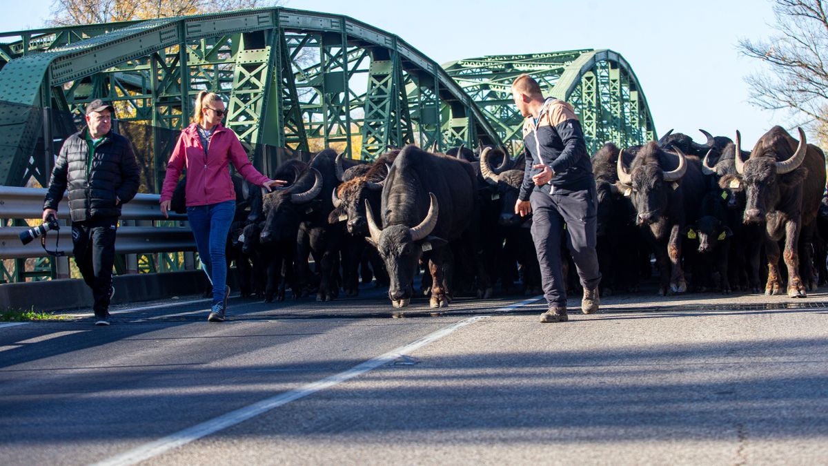 A bivalyok patakopogásától zengett az egész híd, hiszen több száz állatot hajtottak végig Fotó: Bús Csaba