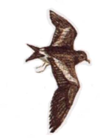 Burevesztnyik - Viharmadár