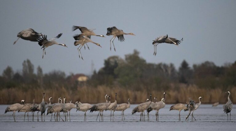 A darvak száma idén jelentősen csökkent a Fehér-tónál, de a madárvonulás látványa így is lenyűgöz. Fotó: Török János