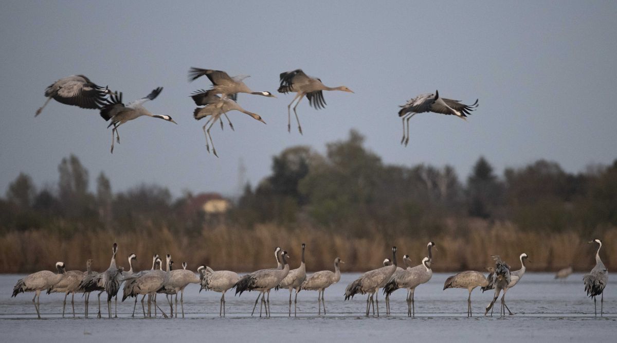 A darvak száma idén jelentősen csökkent a Fehér-tónál, de a madárvonulás látványa így is lenyűgöz. Fotó: Török János