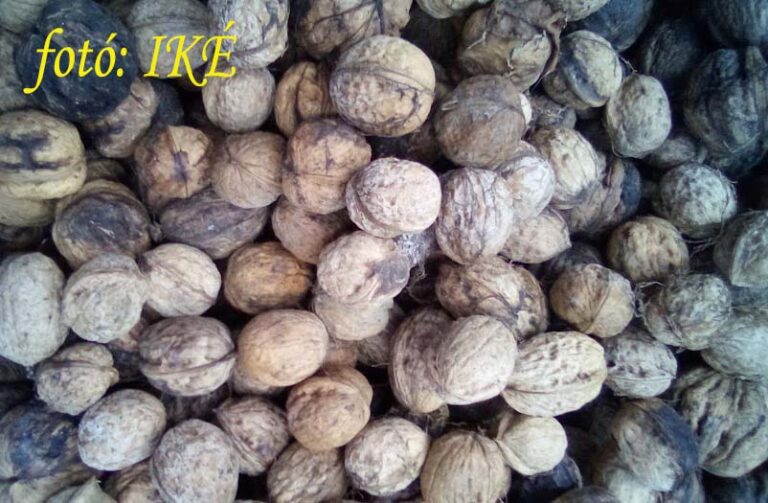 "Összességében tehát országos szinten 2025-ben a diótermés mennyisége elmaradt a 2024. évi szinttől..."