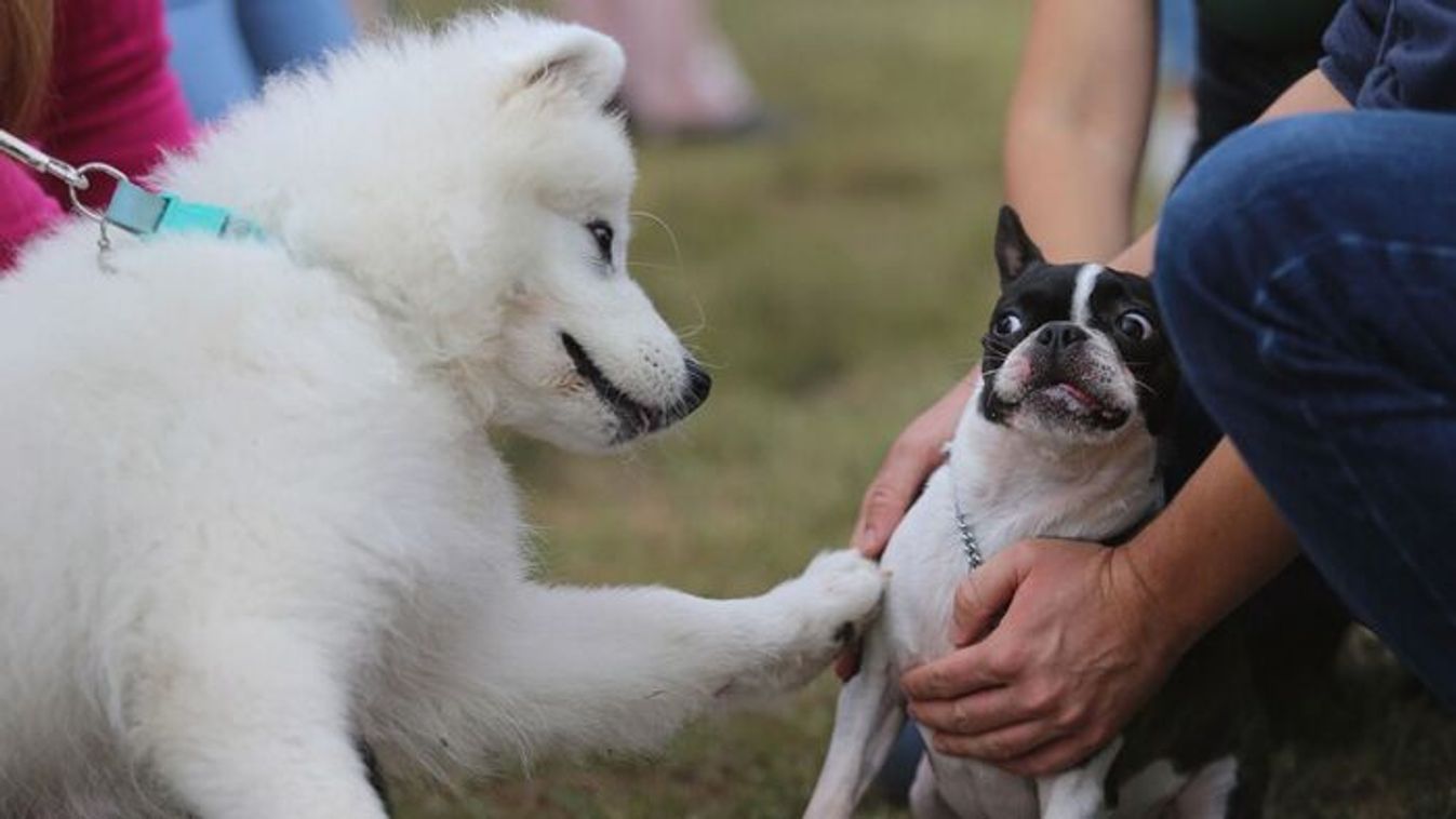 Jön az ebadó a Balatonon