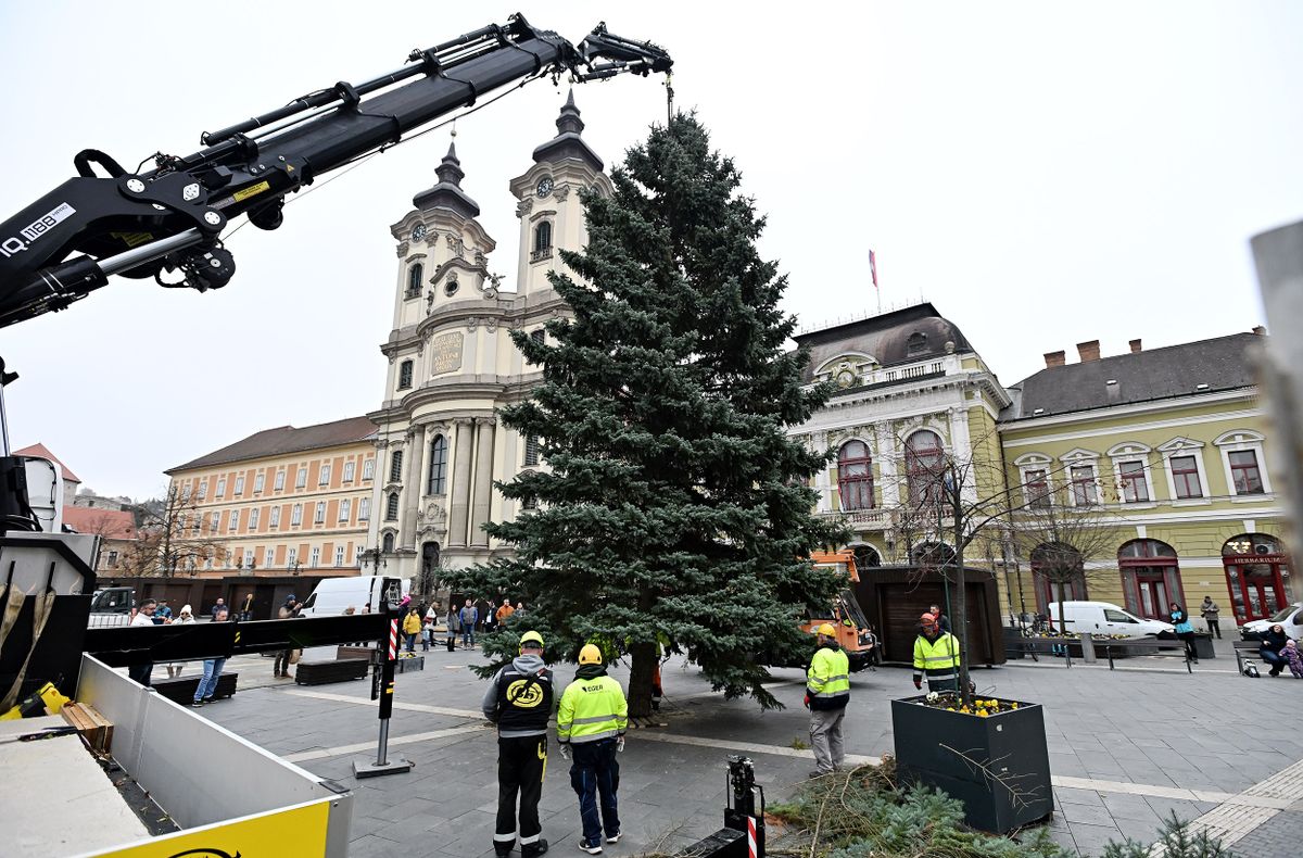 A Dobó térre szállították Eger karácsonyfáját Fotó: Lénárt Márton/heol.hu