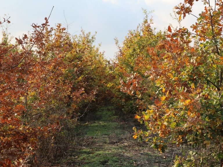 "...A telepítések során összesen 160.000 darab facsemetét ültettek el, és 448 mázsa makkot vetettek el..."